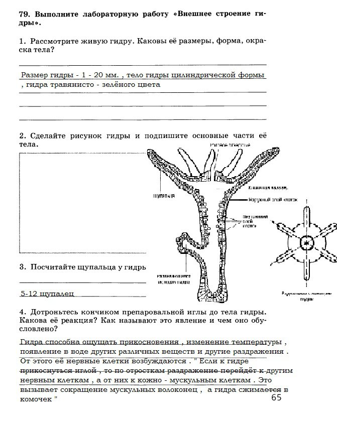 Kraken com зеркало