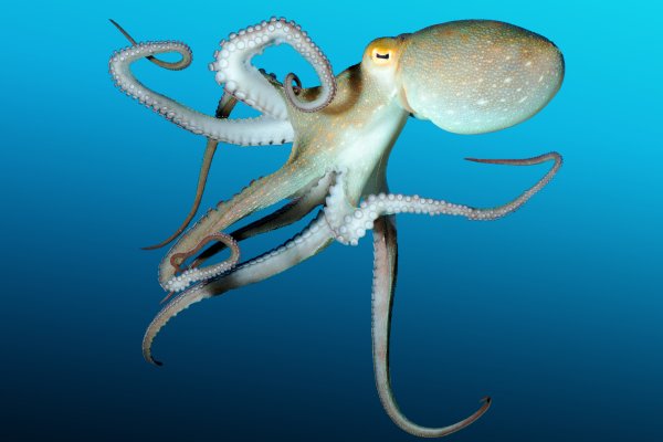 Кракен сайт 1kraken me